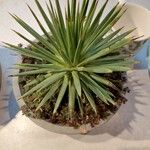 Agave stricta ഇല