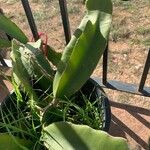 Hylocereus undatus Leaf