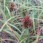 Carex macrocephala Habit