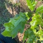 Quercus falcata Leaf