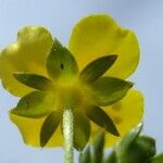 Potentilla erecta Other