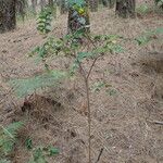 Hypericum grandifolium Buveinė