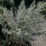 Artemisia ludoviciana Vekstform