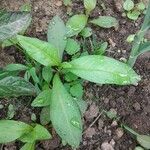 Persicaria lapathifolia 葉