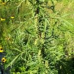 Artemisia biennis Leaf