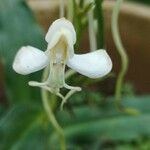 Habenaria procera