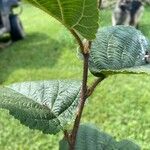 Corylus americana Žievė