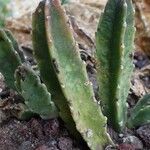 Stapelia gigantea Blad