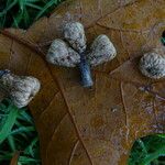 Quercus marilandica Fruto
