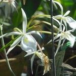 Brassavola perrinii Fleur