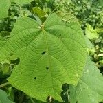 Clerodendrum infortunatum Blad