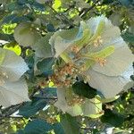 Tilia tomentosa 叶