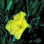 Oenothera macrocarpa फूल