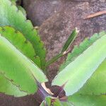 Kalanchoe pinnata Blatt