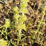 Sideritis endressii Цвят