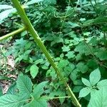 Rubus macrophyllus Schors