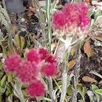 Antennaria dioica Кветка