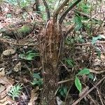 Cyathea cyatheoides Cortiza
