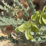Senna alexandrina Fruto