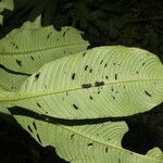 Ludwigia foliobracteolata Leaf