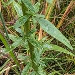 Solidago speciosa Blatt