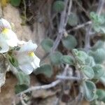 Antirrhinum molle Flor