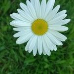 Leucanthemum vulgareFlower