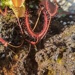 Drosera binata ফুল