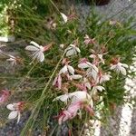 Oenothera lindheimeri Квітка