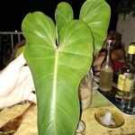 Philodendron erubescensഇല