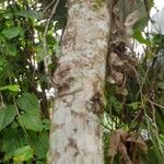 Erythrina amazonica Kabuk