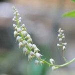 Polystachya setifera Flor