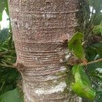 Ficus velutina Žievė
