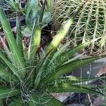 Agave filifera Blad