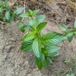 Mentha x piperita Fuelha