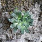 Saxifraga mutata List