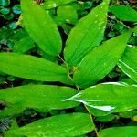 Prosartes hookeri Leaf