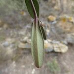 Cneorum tricoccon ഇല