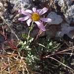 Chrysanthemum sinuatum