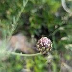 Cheirolophus intybaceus Flower