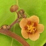 Fevillea cordifolia Květ