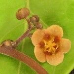 Fevillea cordifolia Flower