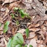 Asarum caudatum Yaprak