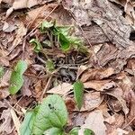 Asarum caudatum ᱥᱟᱠᱟᱢ