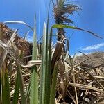 Pandanus spiralis Hoja