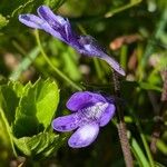 Pinguicula leptocerasFiore