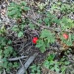 Ribes montigenum Leht