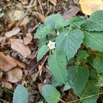 Solanum nigrumFlower