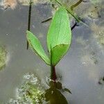 Menyanthes trifoliata Levél