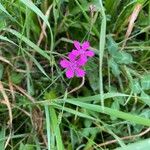 Dianthus seguieriBlomst